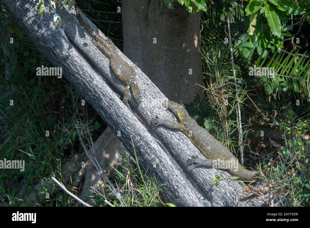 Le lucertole africane che si crogiolano al sole su un albero nel Parco Nazionale di Liwonde, Malawi. Foto Stock
