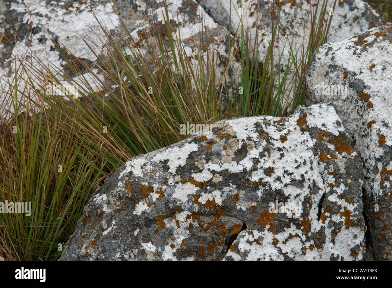 Lichen rocce coperte sul Plateau di Nyika, Parco Nazionale di Nyika in Malawi. Foto Stock