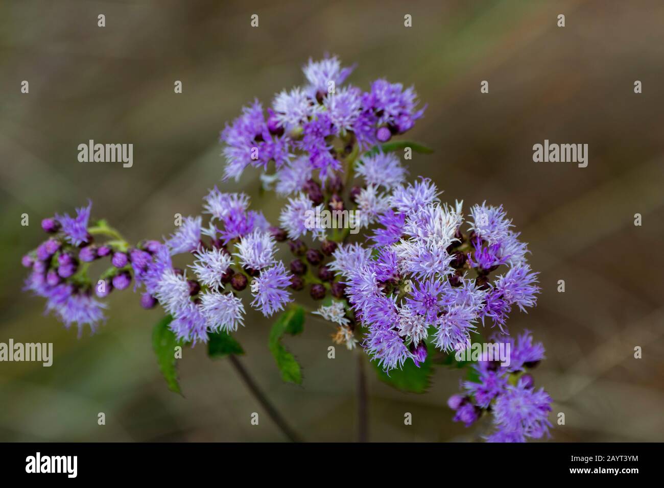 Un fiore selvatico sull'Altopiano di Nyika, Parco Nazionale di Nyika in Malawi. Foto Stock