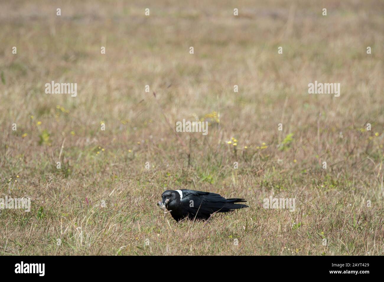 Un corvo a collo bianco (Corvus albicollis) sta mangiando una rana nelle praterie dell'altopiano di Nyika, il Parco Nazionale di Nyika in Malawi. Foto Stock