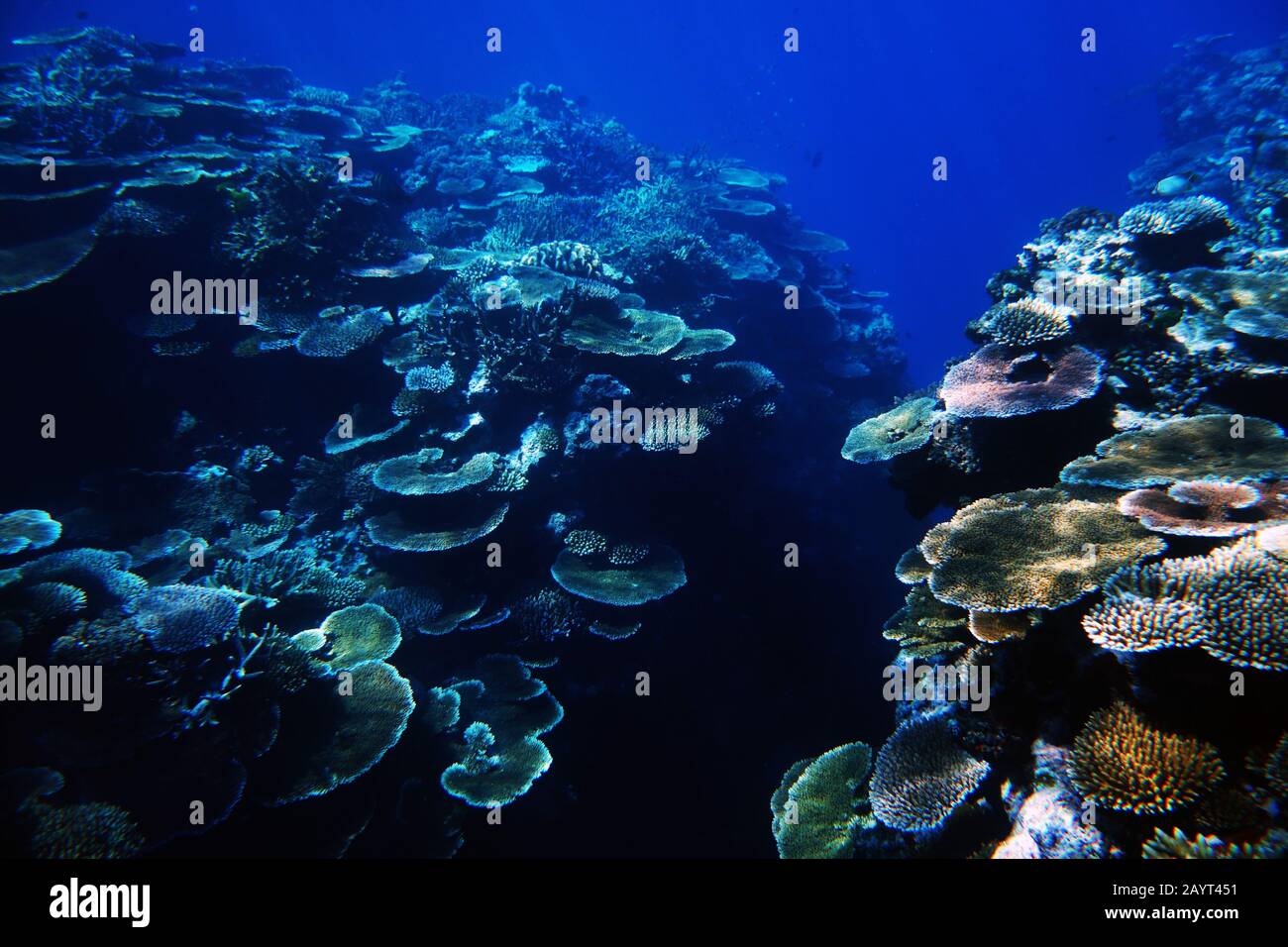 Coralli sani a piastra alla Moore Reef, vicino a Cairns, Grande barriera Corallina, Queensland, Australia, 16Feb2020. Foto Stock