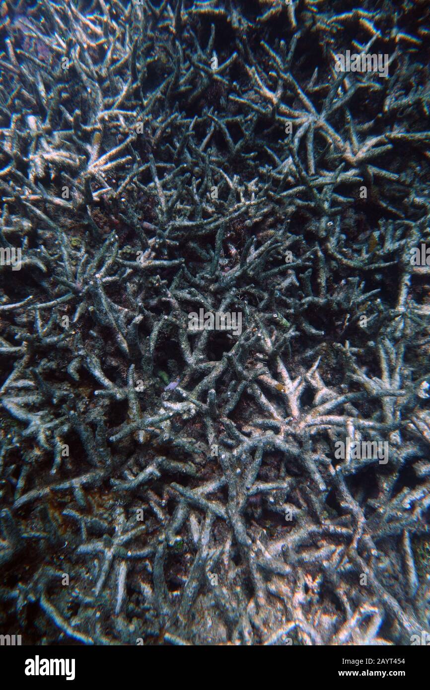 Dead staghorn (Acropora), il folto di corallo, ucciso da un evento di sbianca e ora coperto di alghe, Grande barriera Corallina, Queensland, Australia Foto Stock