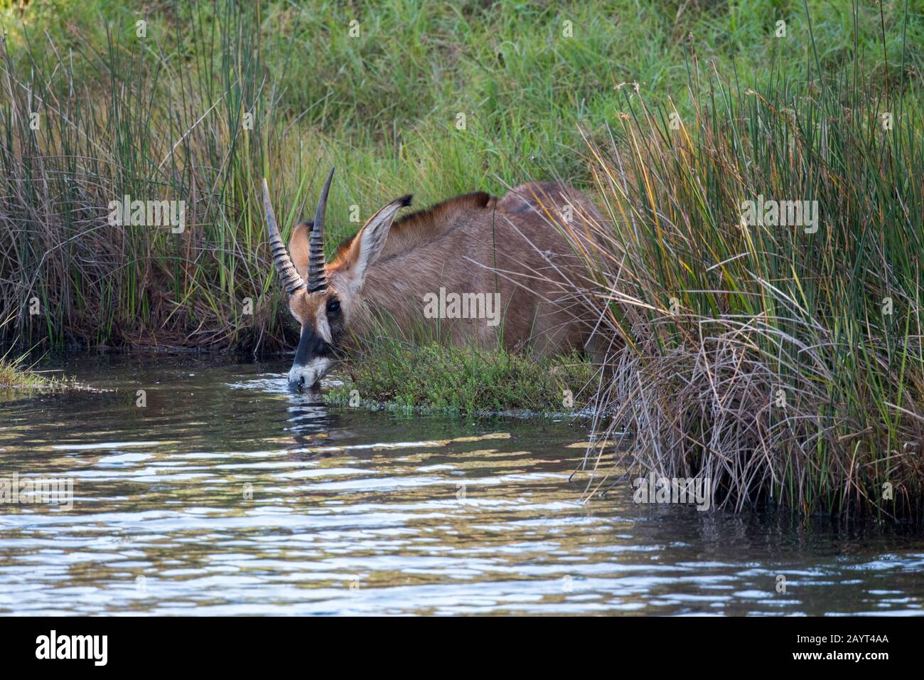 Un'antilope di Roan (Hippotragus equinus) sta alimentando sulle piante acquatiche di un lago sull'altopiano di Nyika, il Parco Nazionale di Nyika in Malawi. Foto Stock