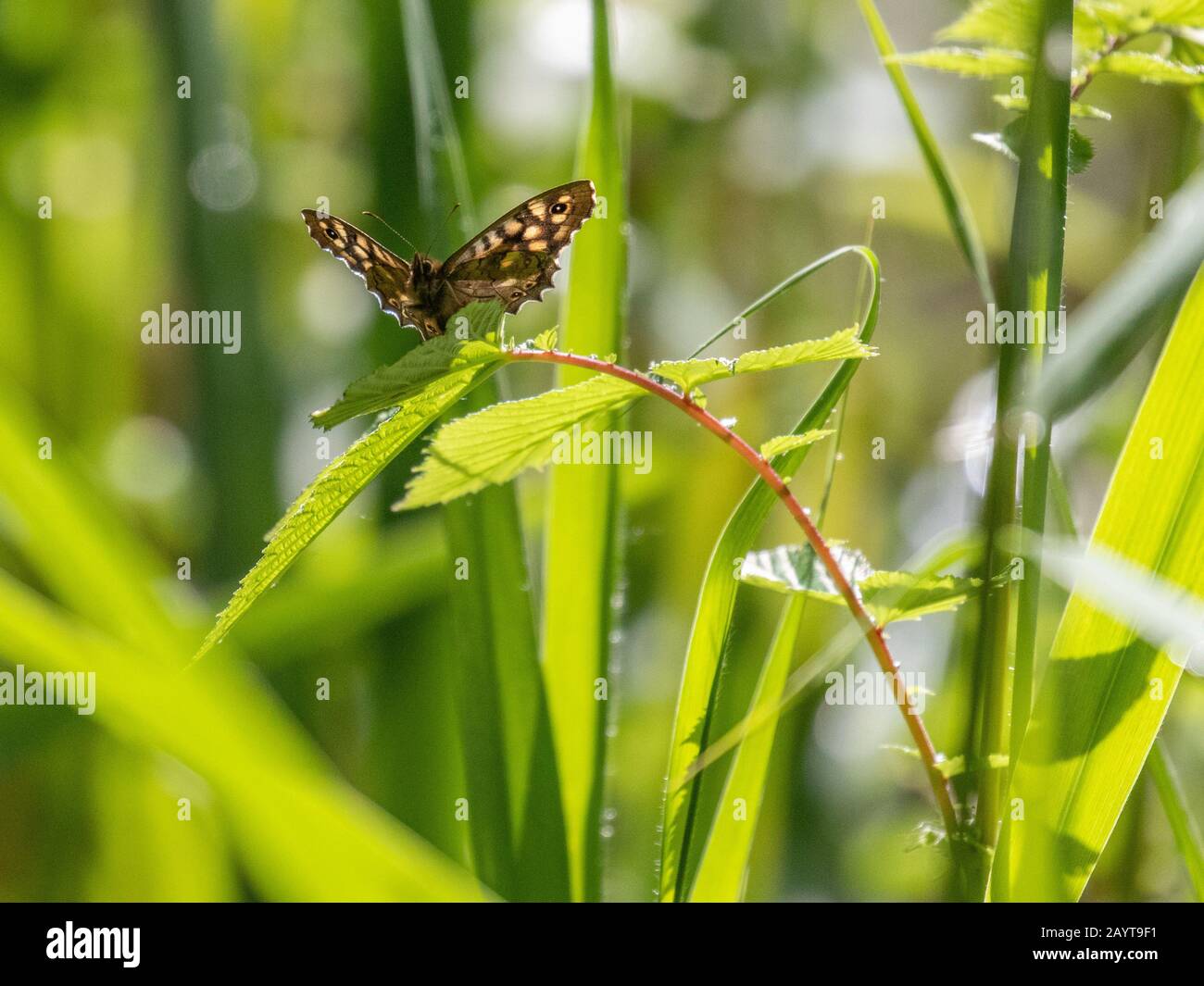 Una farfalla di legno punteggiate da macchie appollaiata su una foglia in luce del sole su uno sfondo verde lussureggiante Foto Stock