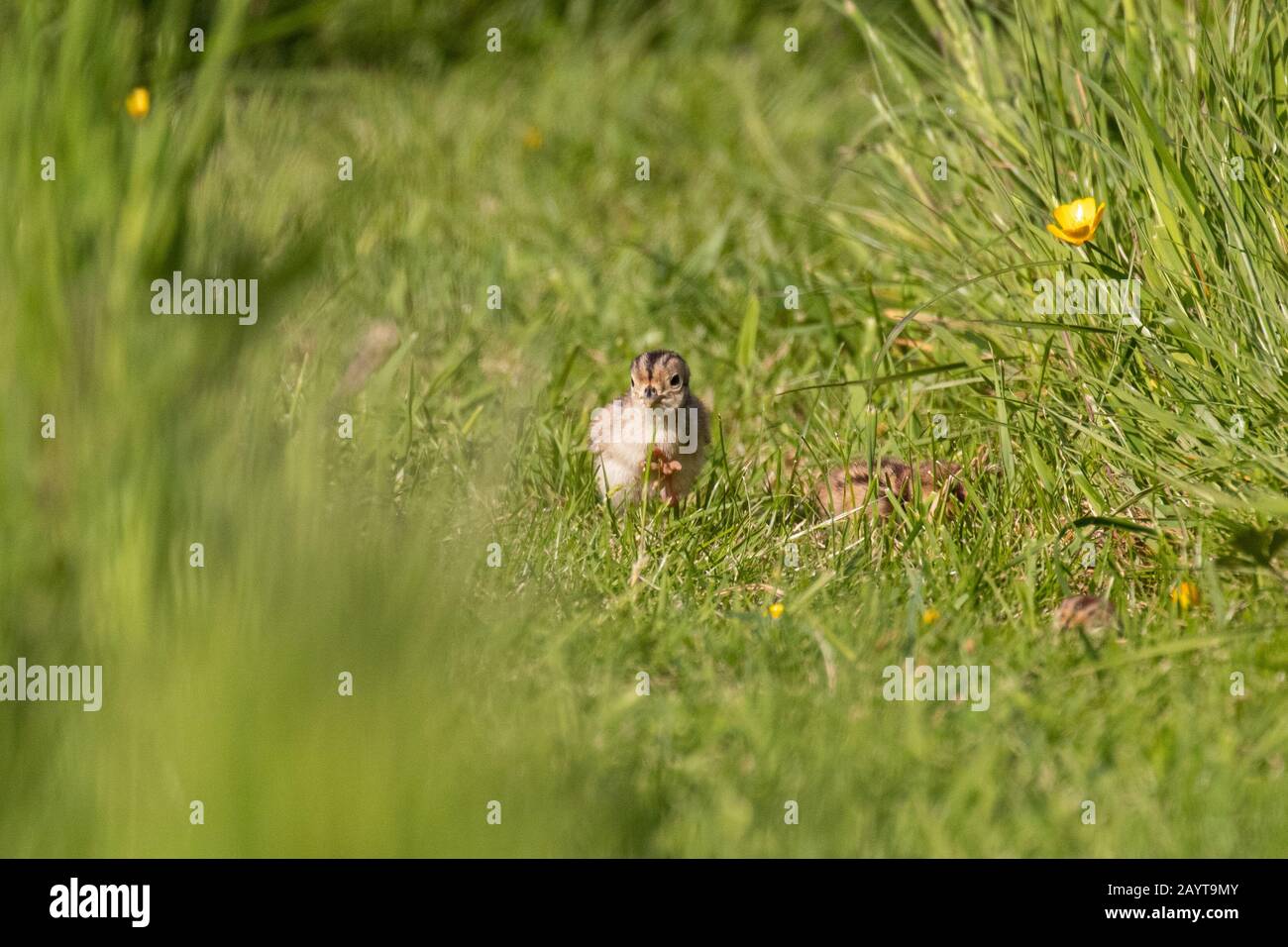 Un fagiano del bambino che corre attraverso l'erba verde lussureggiante lunga Foto Stock