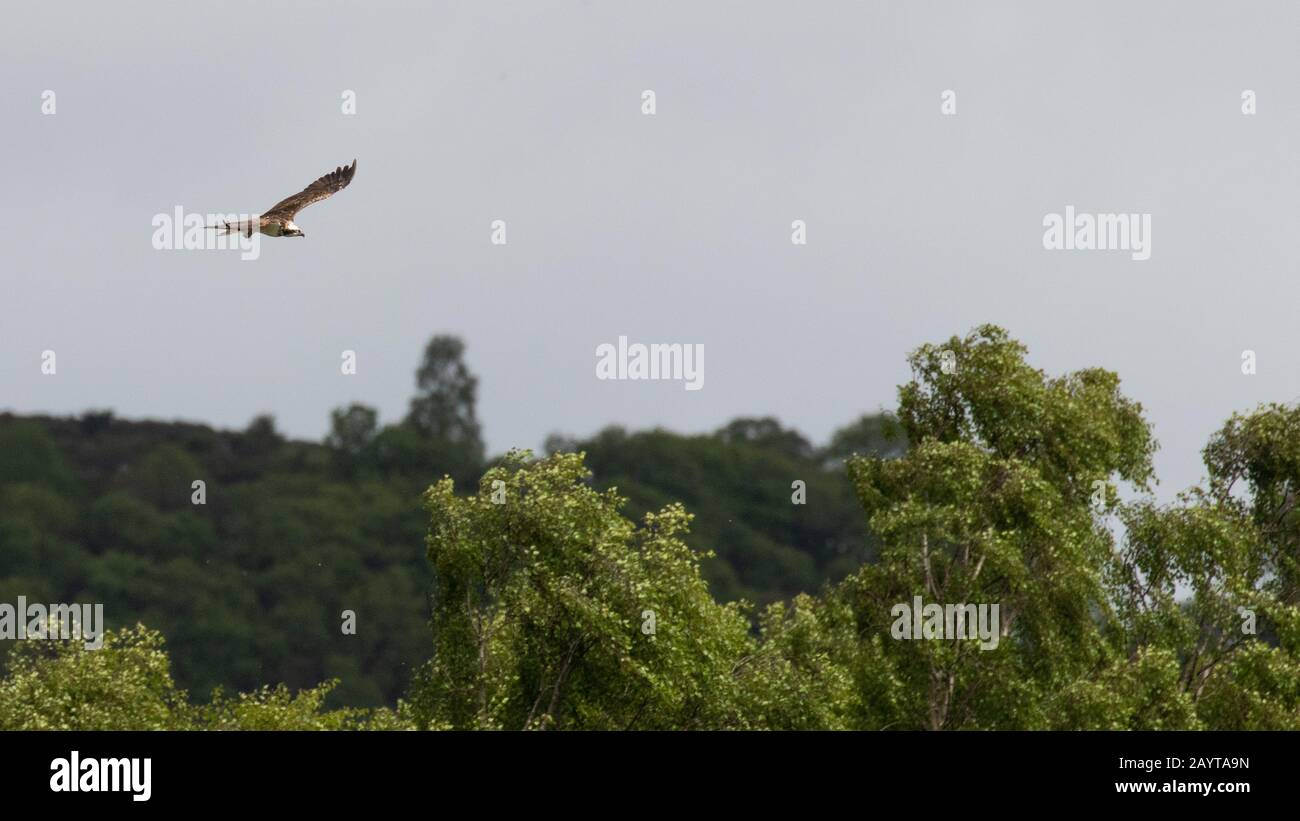 Un maestoso falco che sorvolando gli alberi verdi contro un cielo grigio opaco Foto Stock