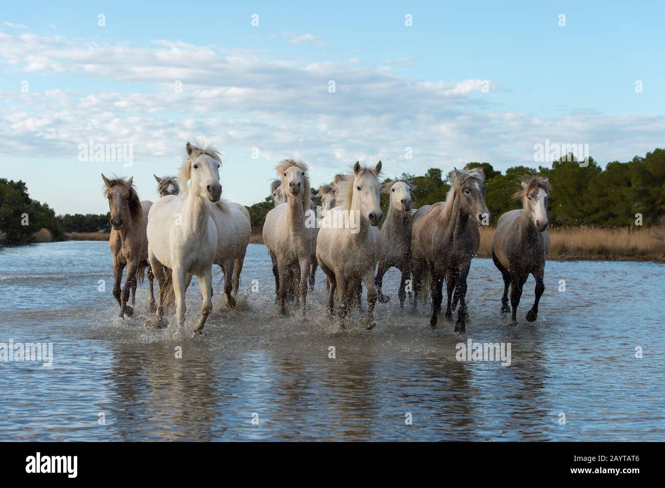 Cavalli Camargue in una palude della Camargue nel sud della Francia che corre verso la fotocamera. Foto Stock