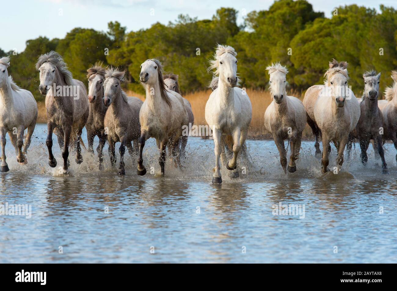 Cavalli Camargue in una palude della Camargue nel sud della Francia che corre verso la fotocamera. Foto Stock