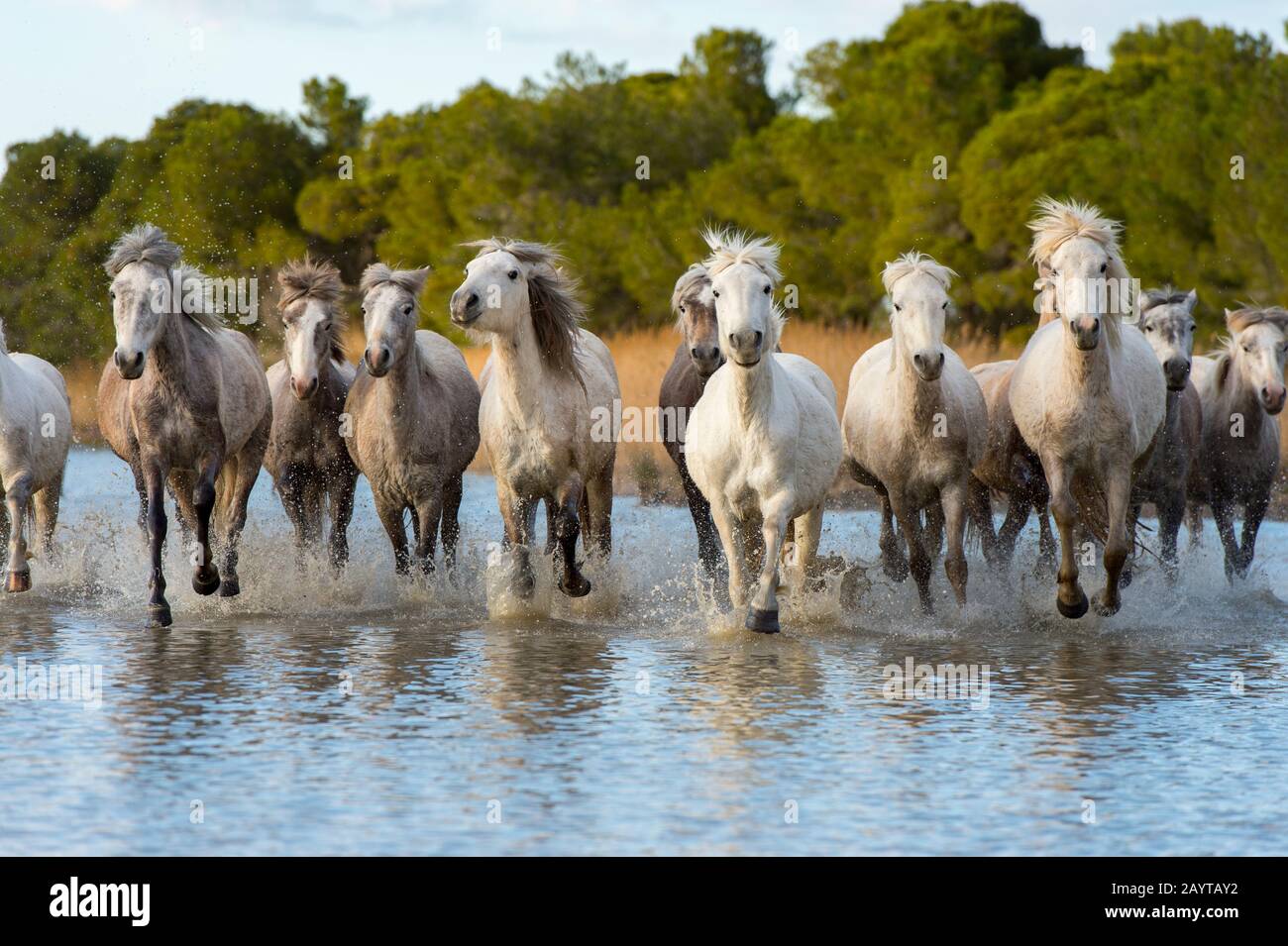 Cavalli Camargue in una palude della Camargue nel sud della Francia che corre verso la fotocamera. Foto Stock