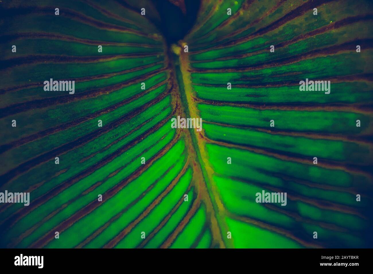 Primo piano di una foglia tropicale in toni scuri e poudosi per mostrare sfondo tropicale a tema giungla Foto Stock