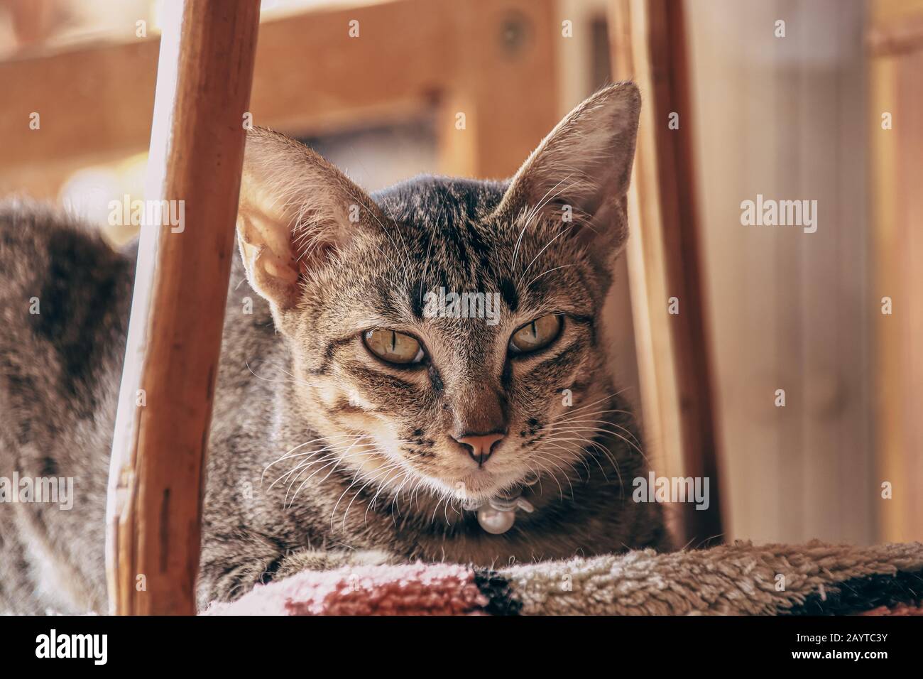 Un gatto molto annoiato e dormiente che è bloccato in quarantena domestica durante l'epidemia di covid-19 Foto Stock