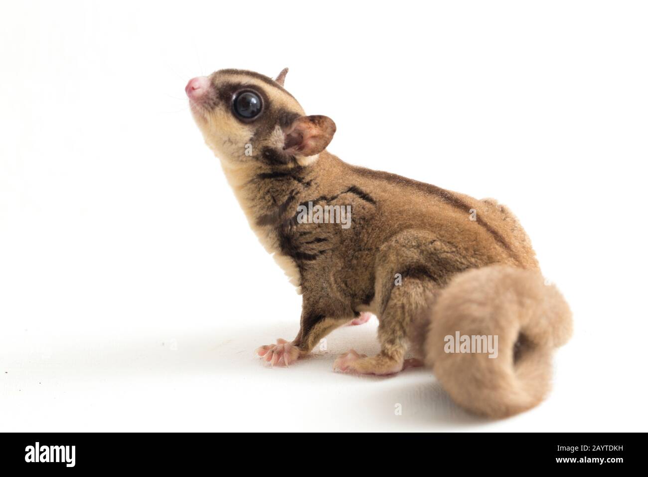 Glider zucchero - Petaurus breviceps isolato su sfondo bianco Foto Stock