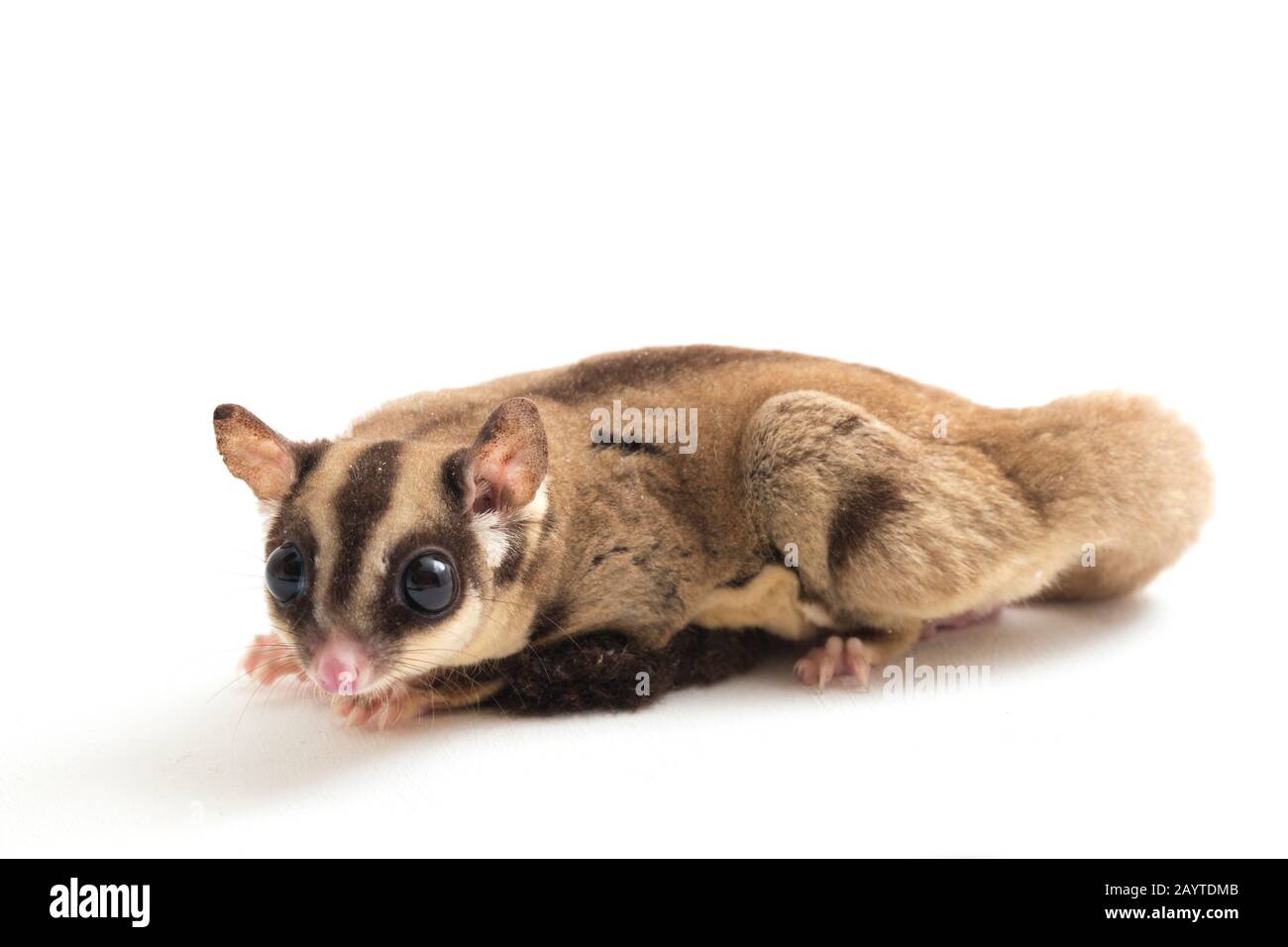 Glider zucchero - Petaurus breviceps isolato su sfondo bianco Foto Stock