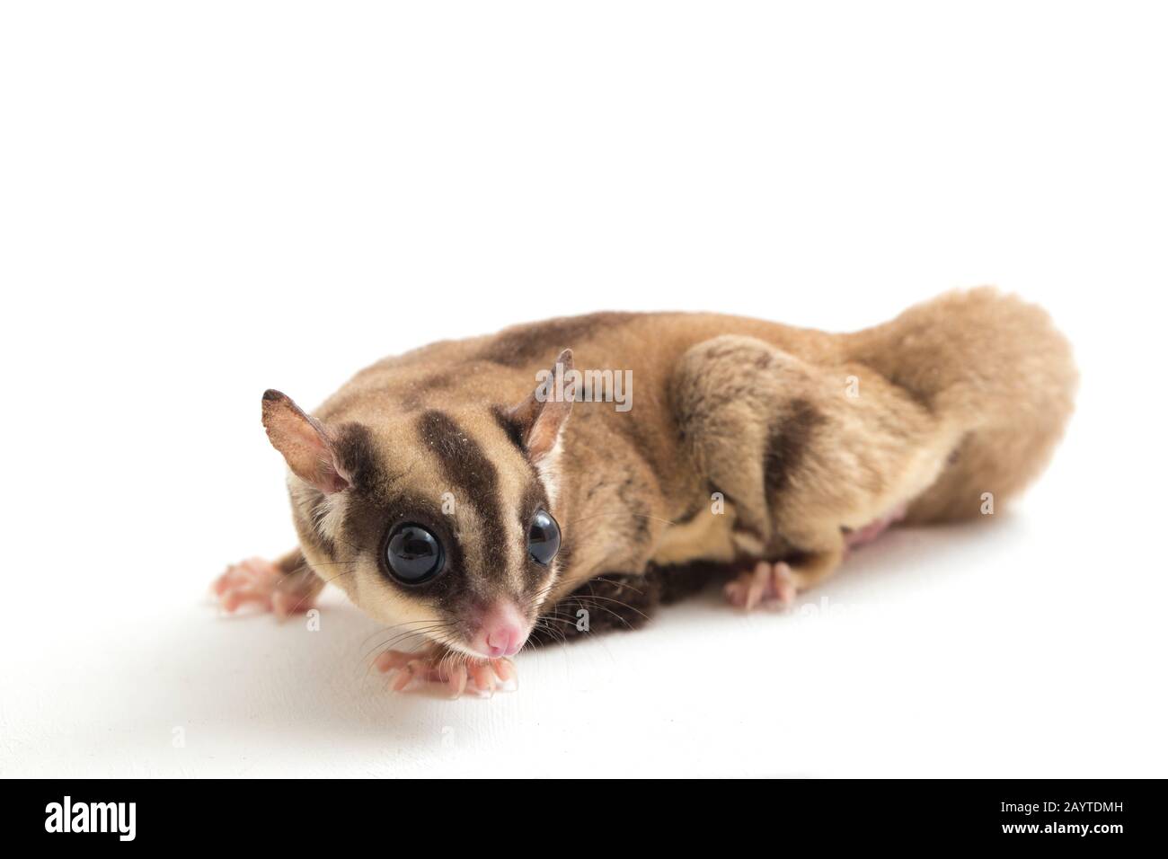 Glider zucchero - Petaurus breviceps isolato su sfondo bianco Foto Stock