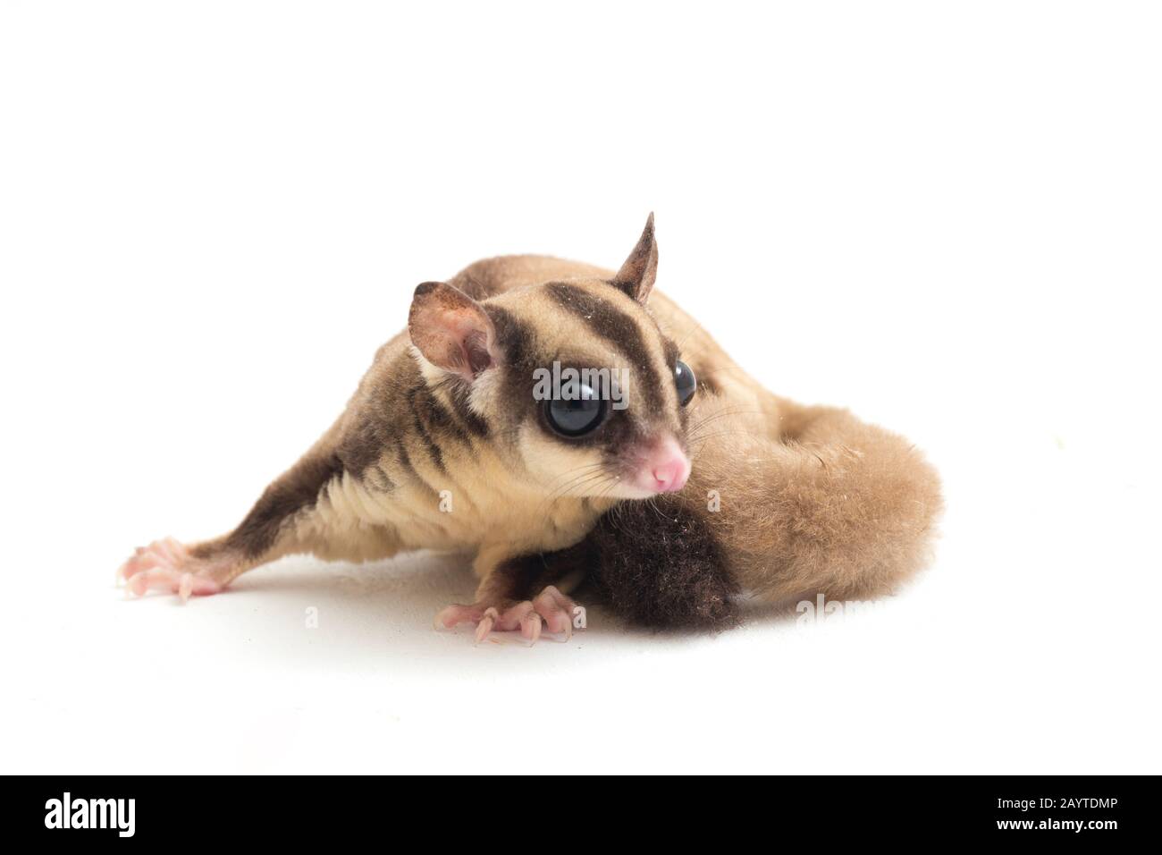 Glider zucchero - Petaurus breviceps isolato su sfondo bianco Foto Stock