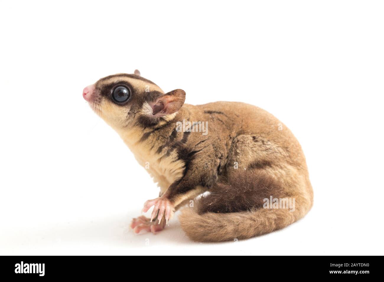 Glider zucchero - Petaurus breviceps isolato su sfondo bianco Foto Stock