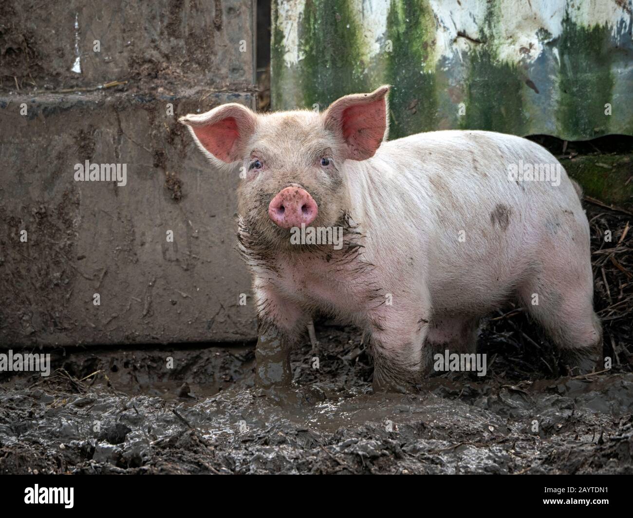 I maiali domestici, che sono onnivori, sono mammiferi altamente sociali e intelligenti simili, biologicamente, agli esseri umani. Foto Stock