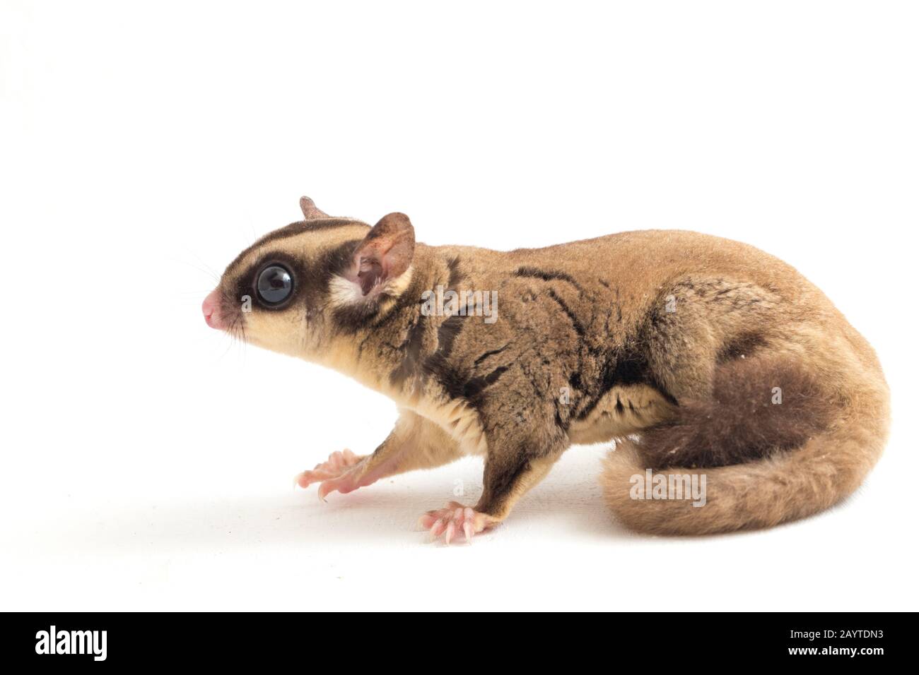 Glider zucchero - Petaurus breviceps isolato su sfondo bianco Foto Stock