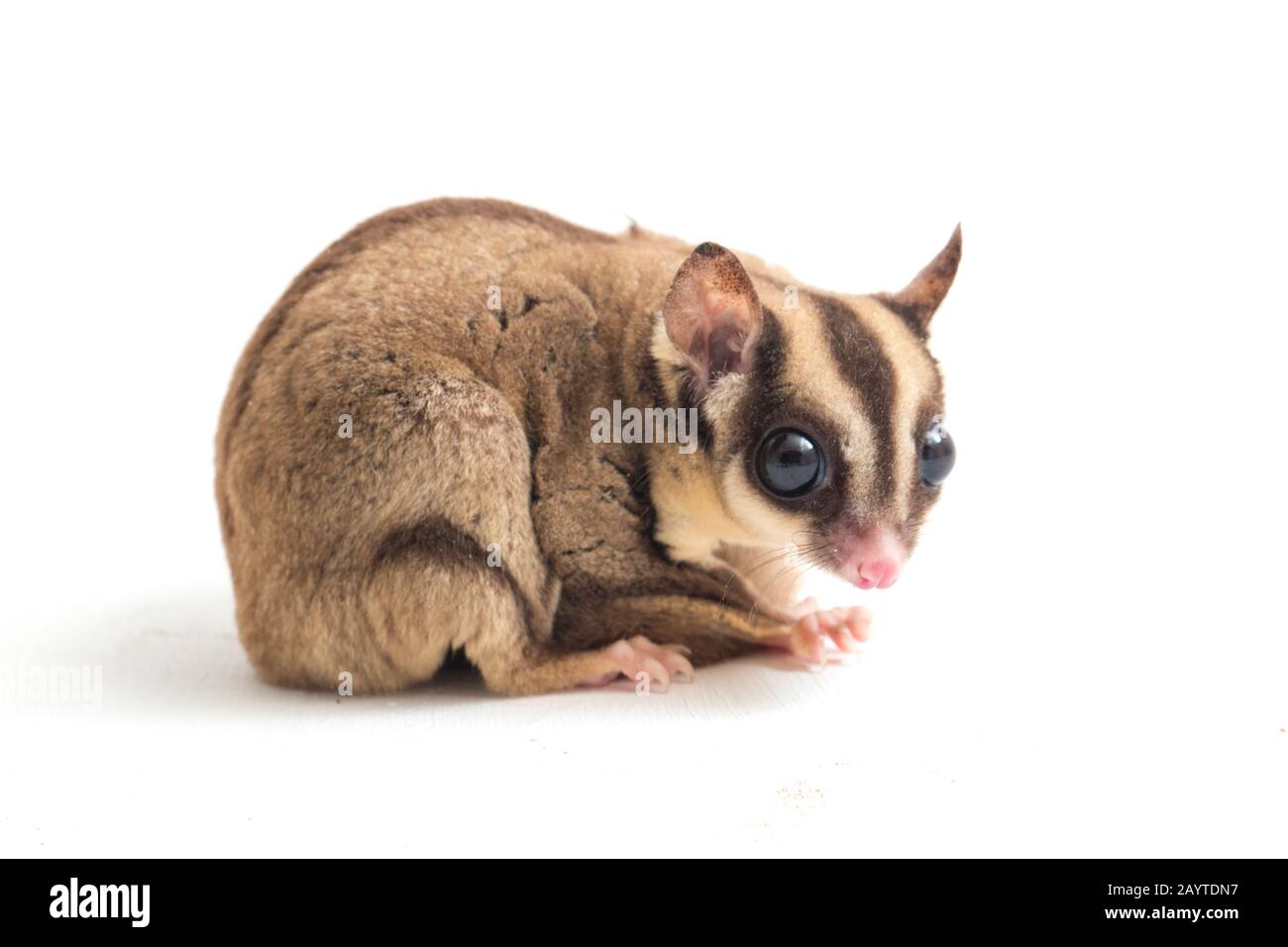 Glider zucchero - Petaurus breviceps isolato su sfondo bianco Foto Stock