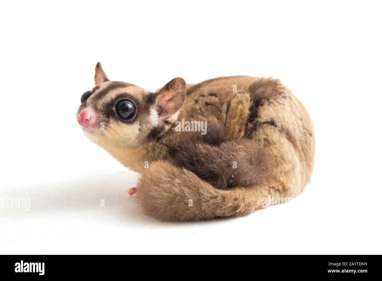 Glider zucchero - Petaurus breviceps isolato su sfondo bianco Foto Stock