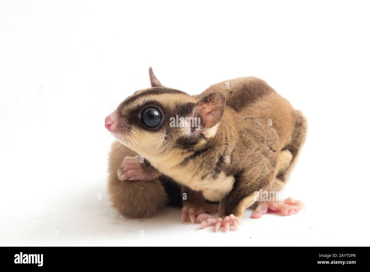 Glider zucchero - Petaurus breviceps isolato su sfondo bianco Foto Stock