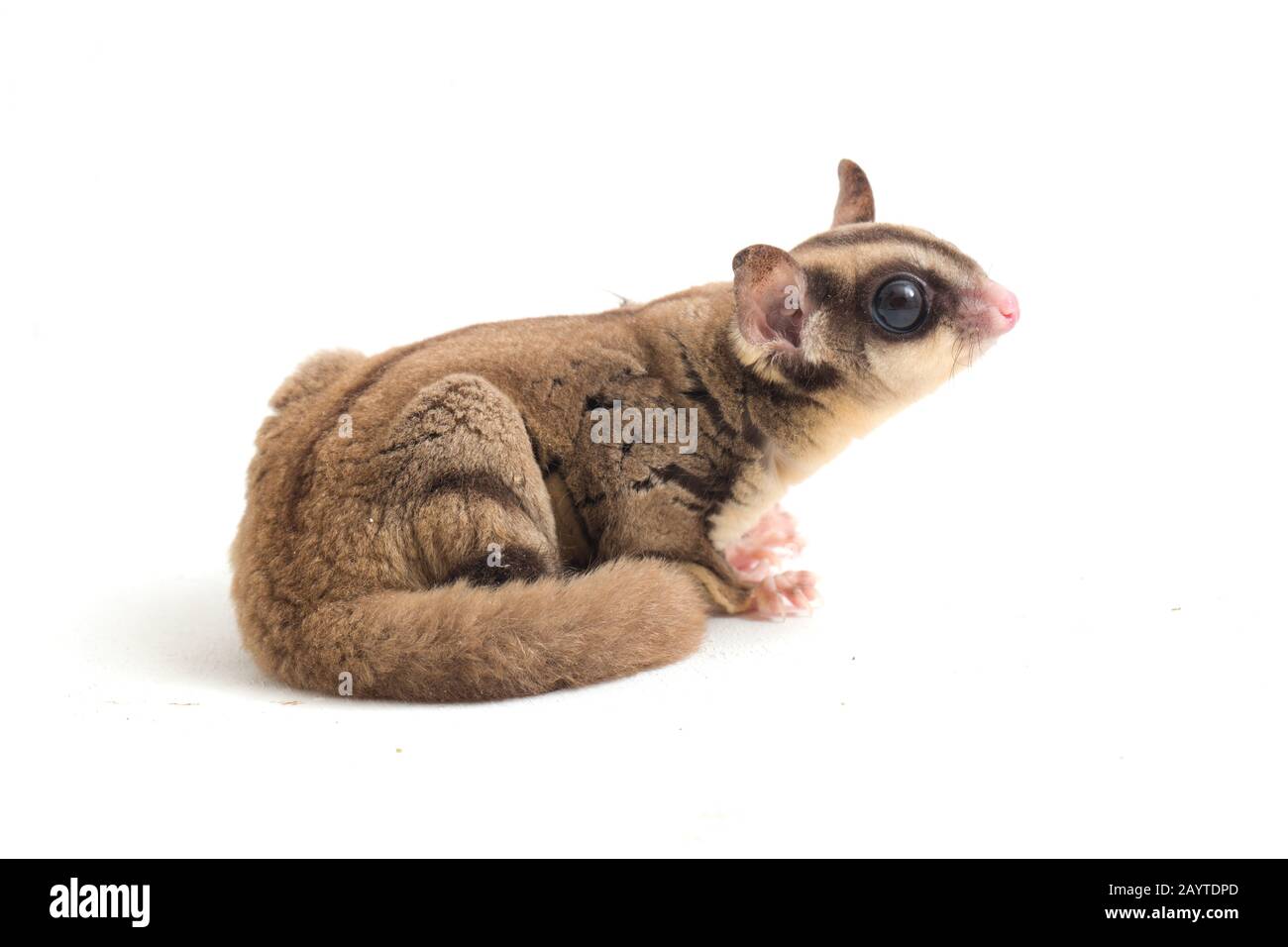 Glider zucchero - Petaurus breviceps isolato su sfondo bianco Foto Stock