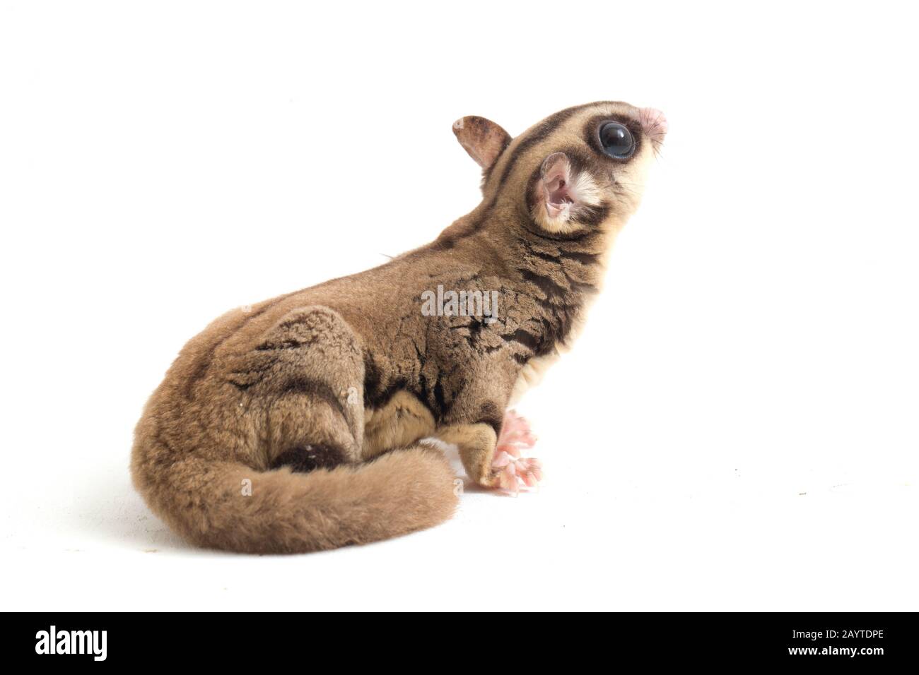 Glider zucchero - Petaurus breviceps isolato su sfondo bianco Foto Stock