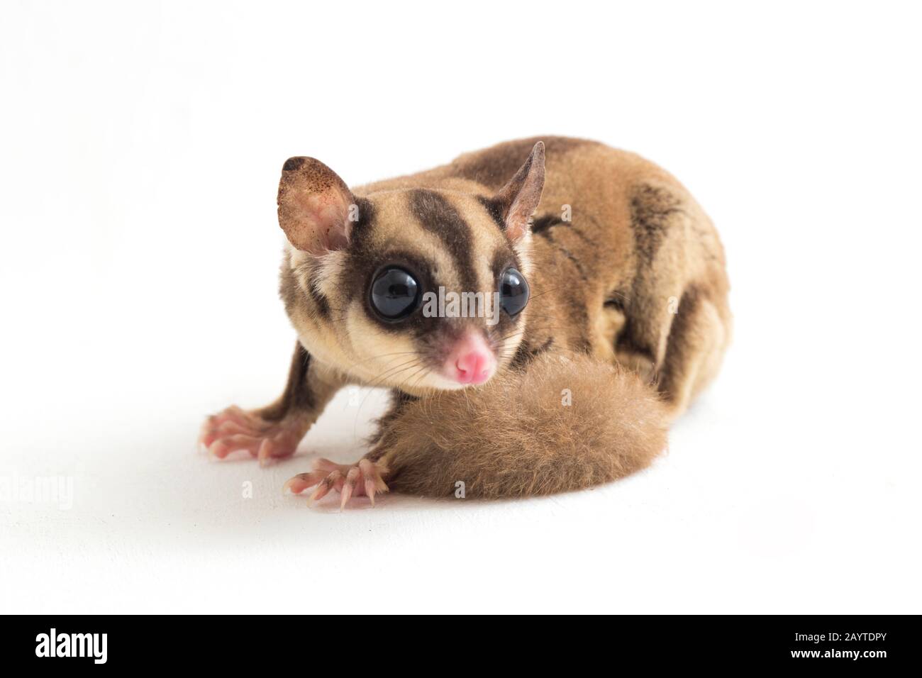 Glider zucchero - Petaurus breviceps isolato su sfondo bianco Foto Stock