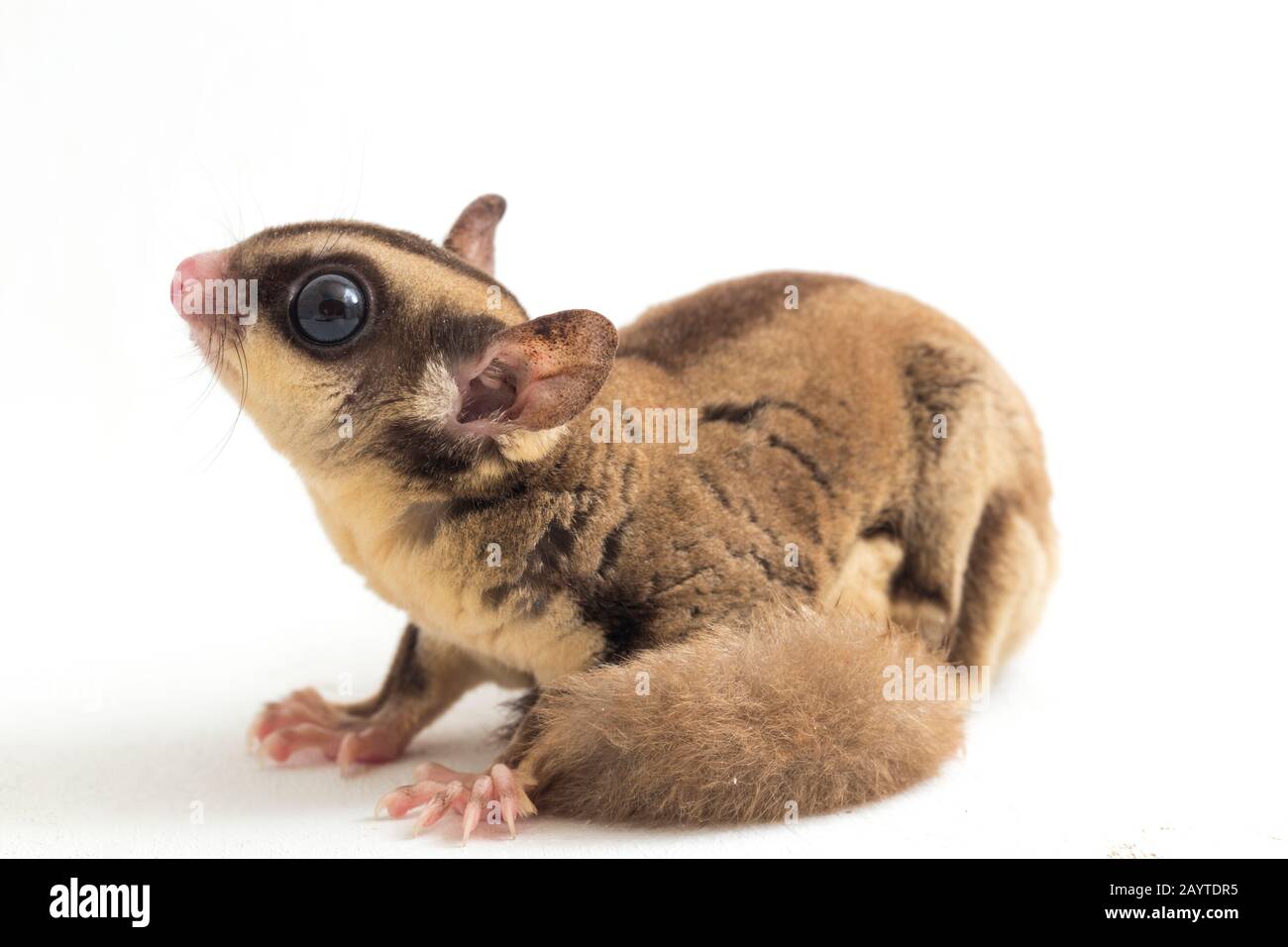 Glider zucchero - Petaurus breviceps isolato su sfondo bianco Foto Stock
