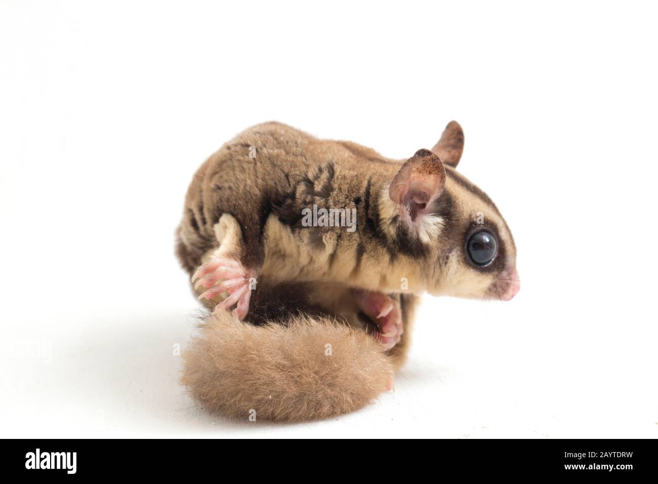 Glider zucchero - Petaurus breviceps isolato su sfondo bianco Foto Stock