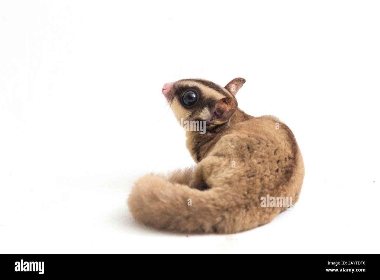 Glider zucchero - Petaurus breviceps isolato su sfondo bianco Foto Stock