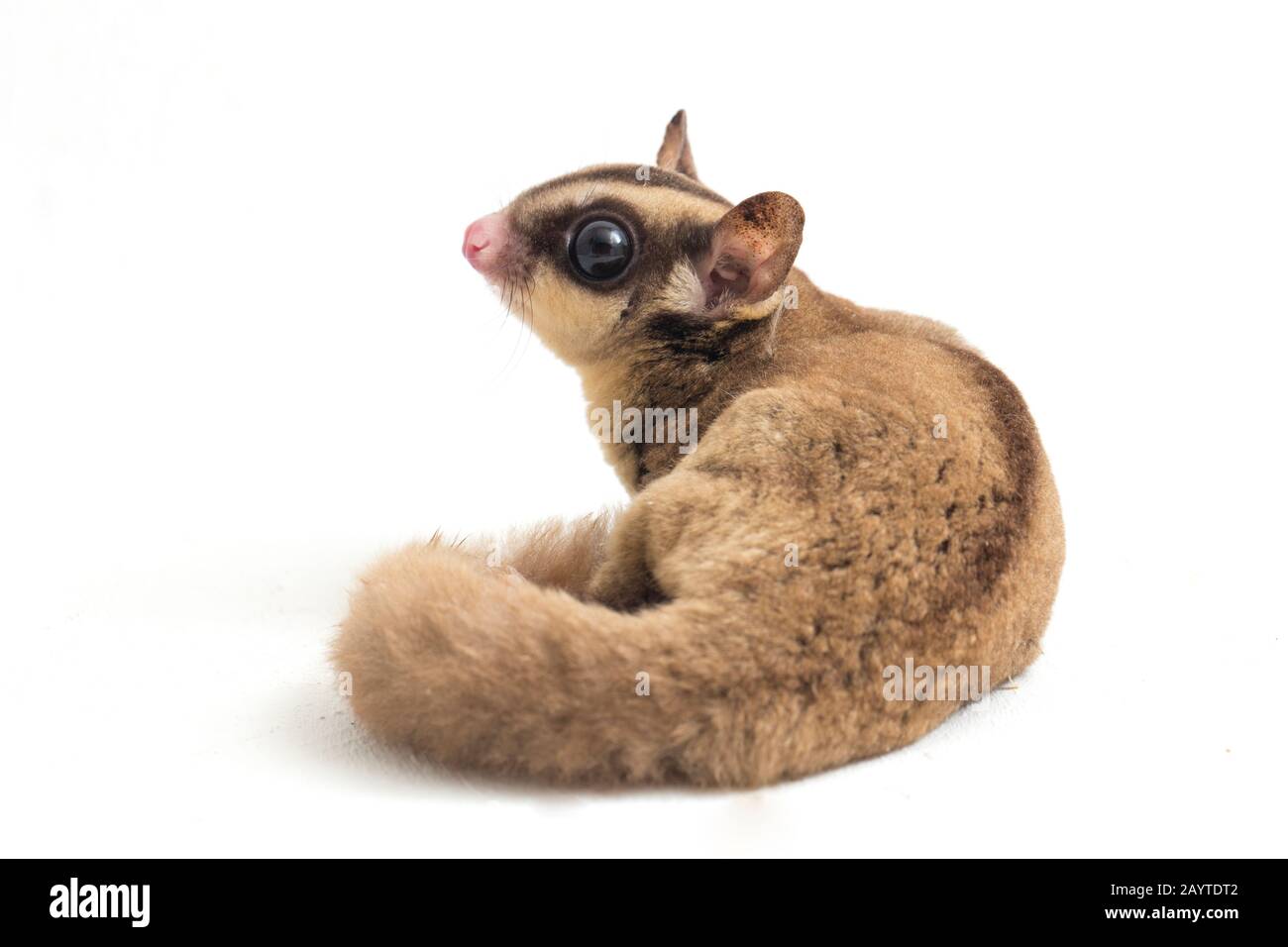 Glider zucchero - Petaurus breviceps isolato su sfondo bianco Foto Stock