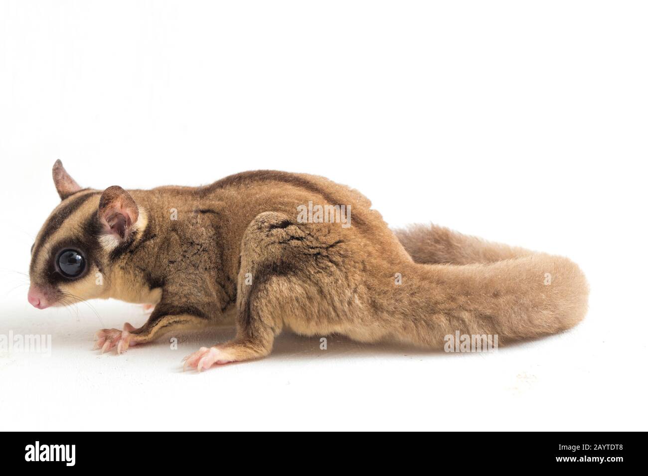 Glider zucchero - Petaurus breviceps isolato su sfondo bianco Foto Stock