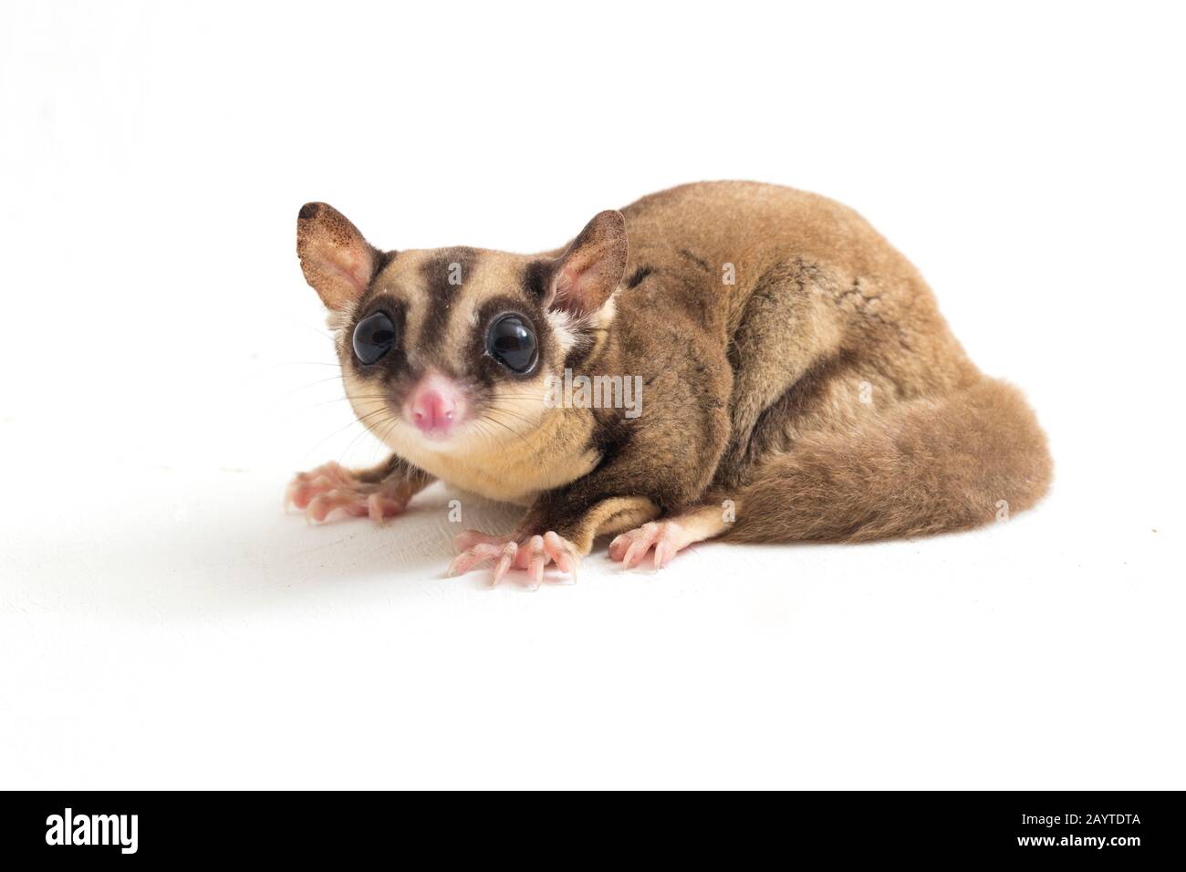 Glider zucchero - Petaurus breviceps isolato su sfondo bianco Foto Stock