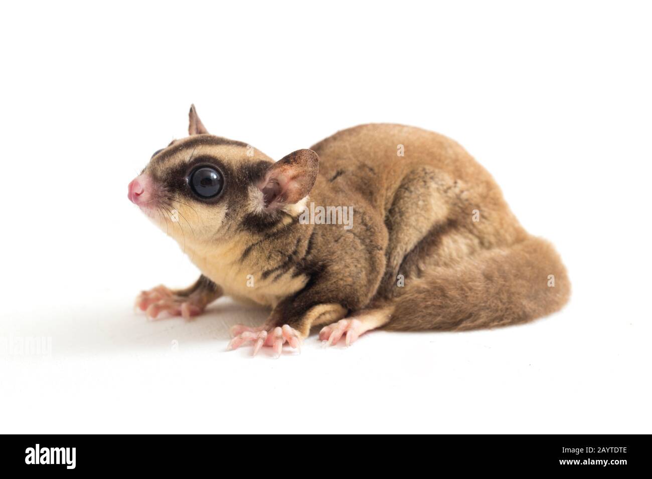 Glider zucchero - Petaurus breviceps isolato su sfondo bianco Foto Stock