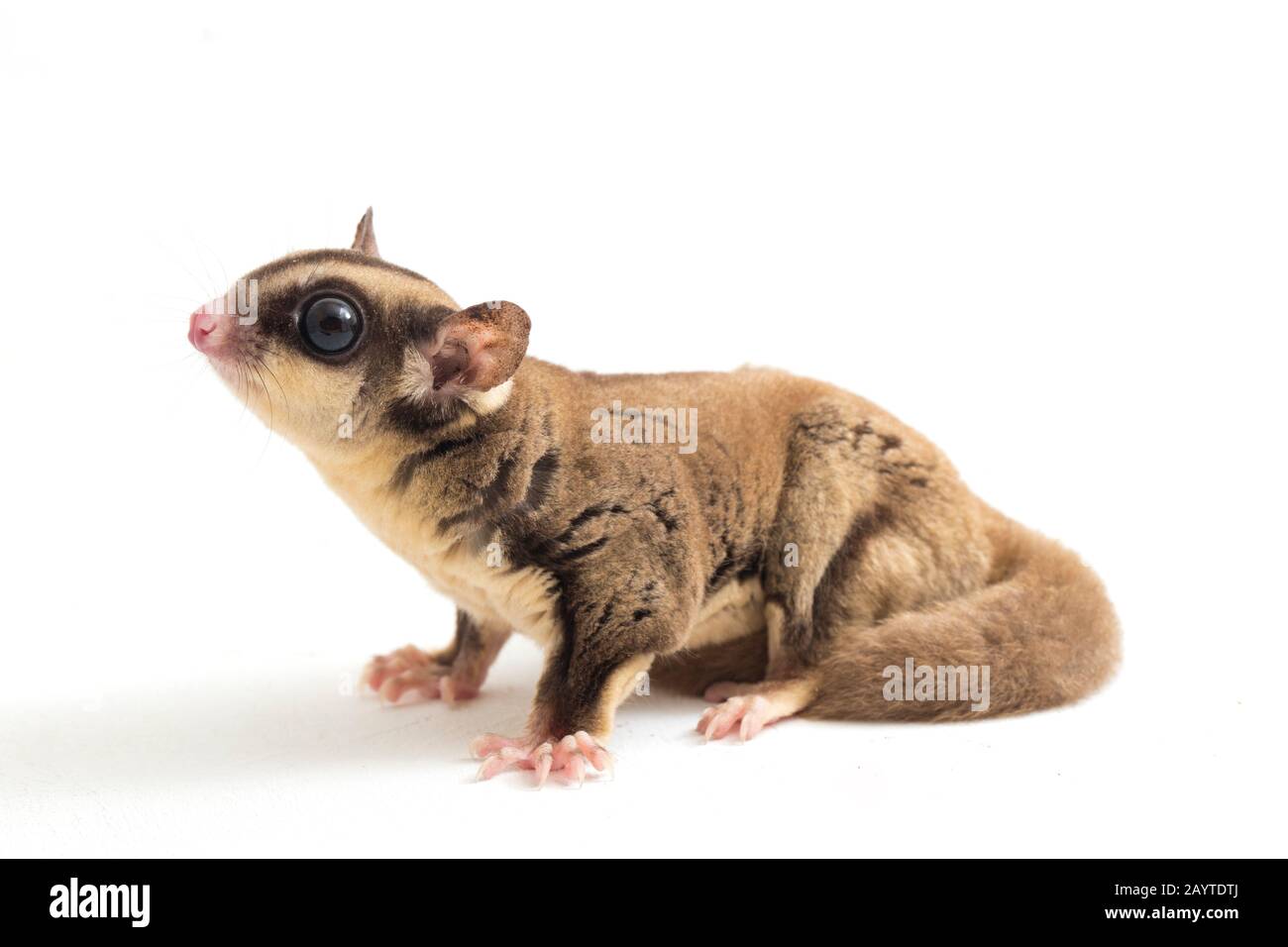 Glider zucchero - Petaurus breviceps isolato su sfondo bianco Foto Stock