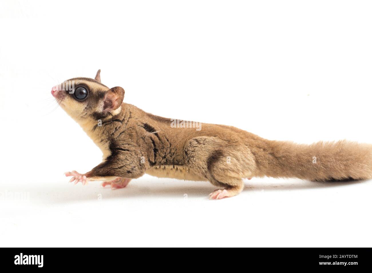 Glider zucchero - Petaurus breviceps isolato su sfondo bianco Foto Stock