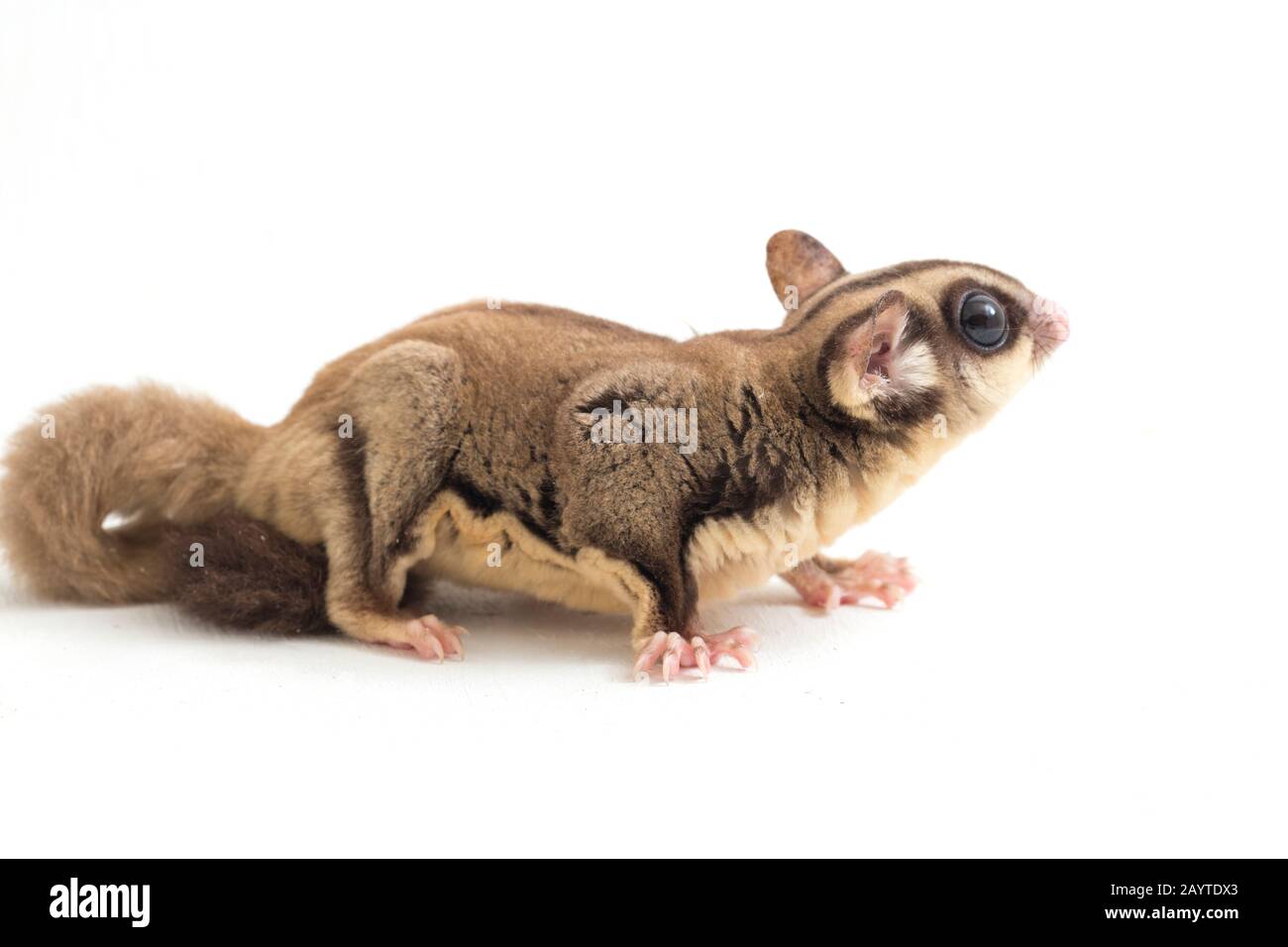 Glider zucchero - Petaurus breviceps isolato su sfondo bianco Foto Stock