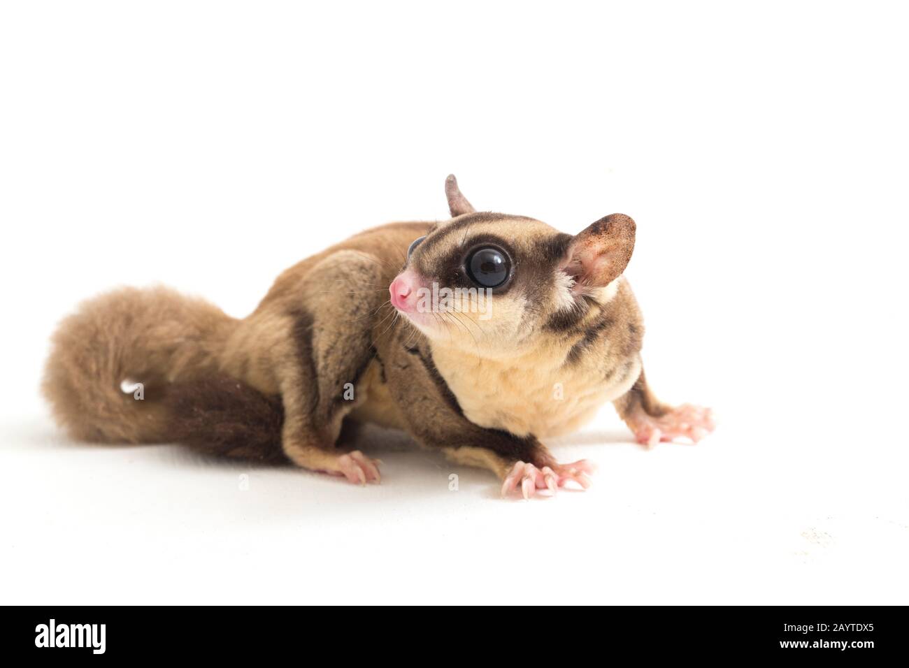 Glider zucchero - Petaurus breviceps isolato su sfondo bianco Foto Stock