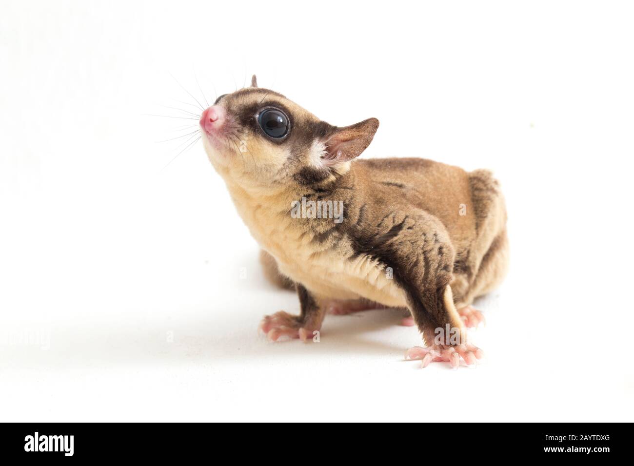 Glider zucchero - Petaurus breviceps isolato su sfondo bianco Foto Stock