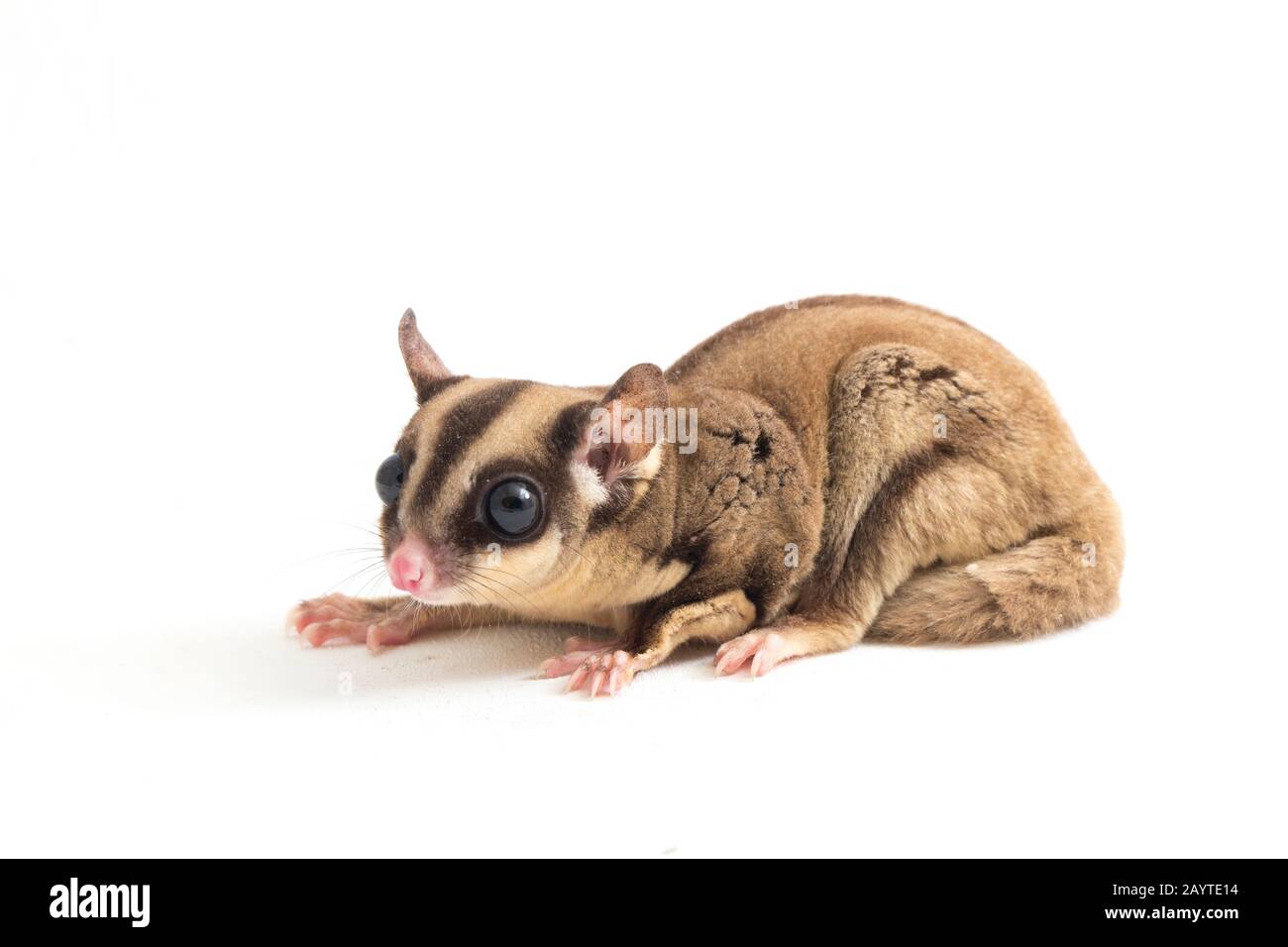 Glider zucchero - Petaurus breviceps isolato su sfondo bianco Foto Stock