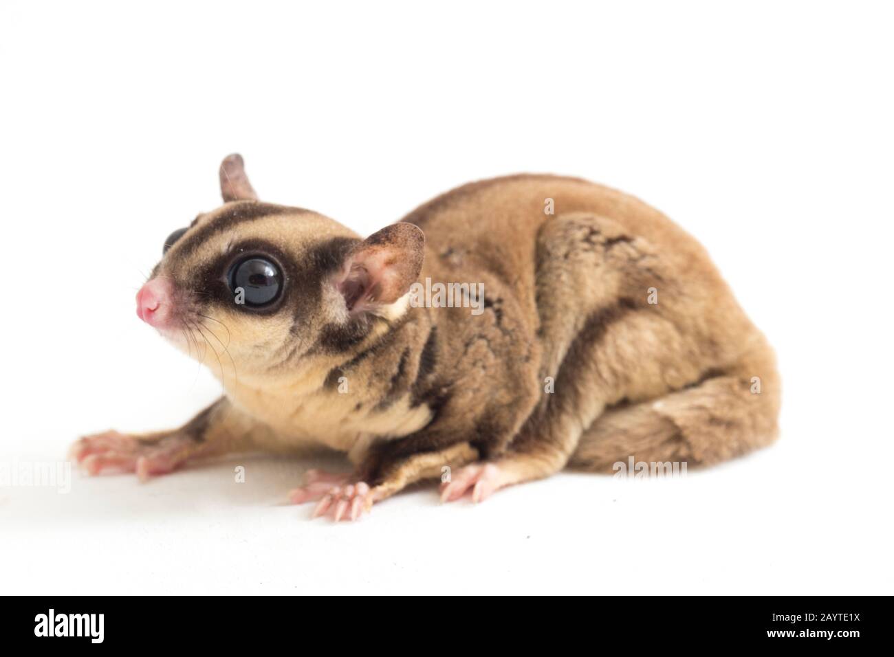 Glider zucchero - Petaurus breviceps isolato su sfondo bianco Foto Stock