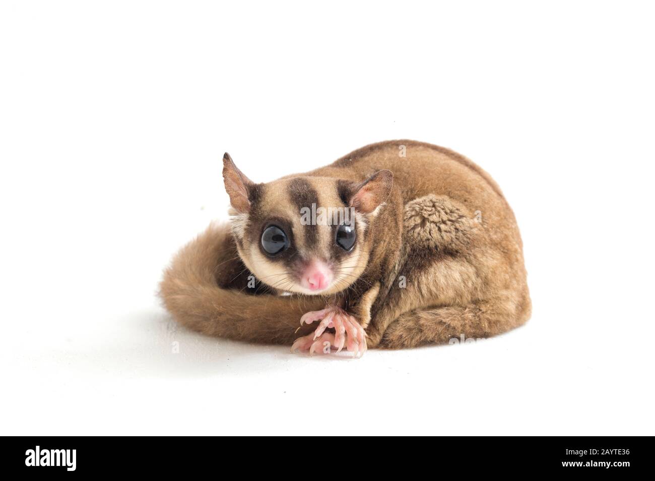Glider zucchero - Petaurus breviceps isolato su sfondo bianco Foto Stock