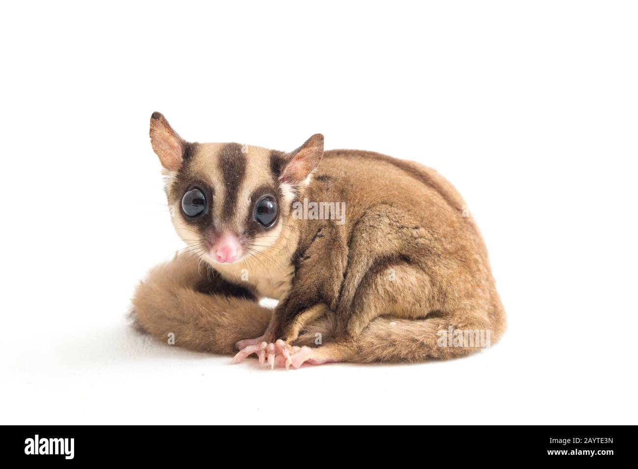 Glider zucchero - Petaurus breviceps isolato su sfondo bianco Foto Stock
