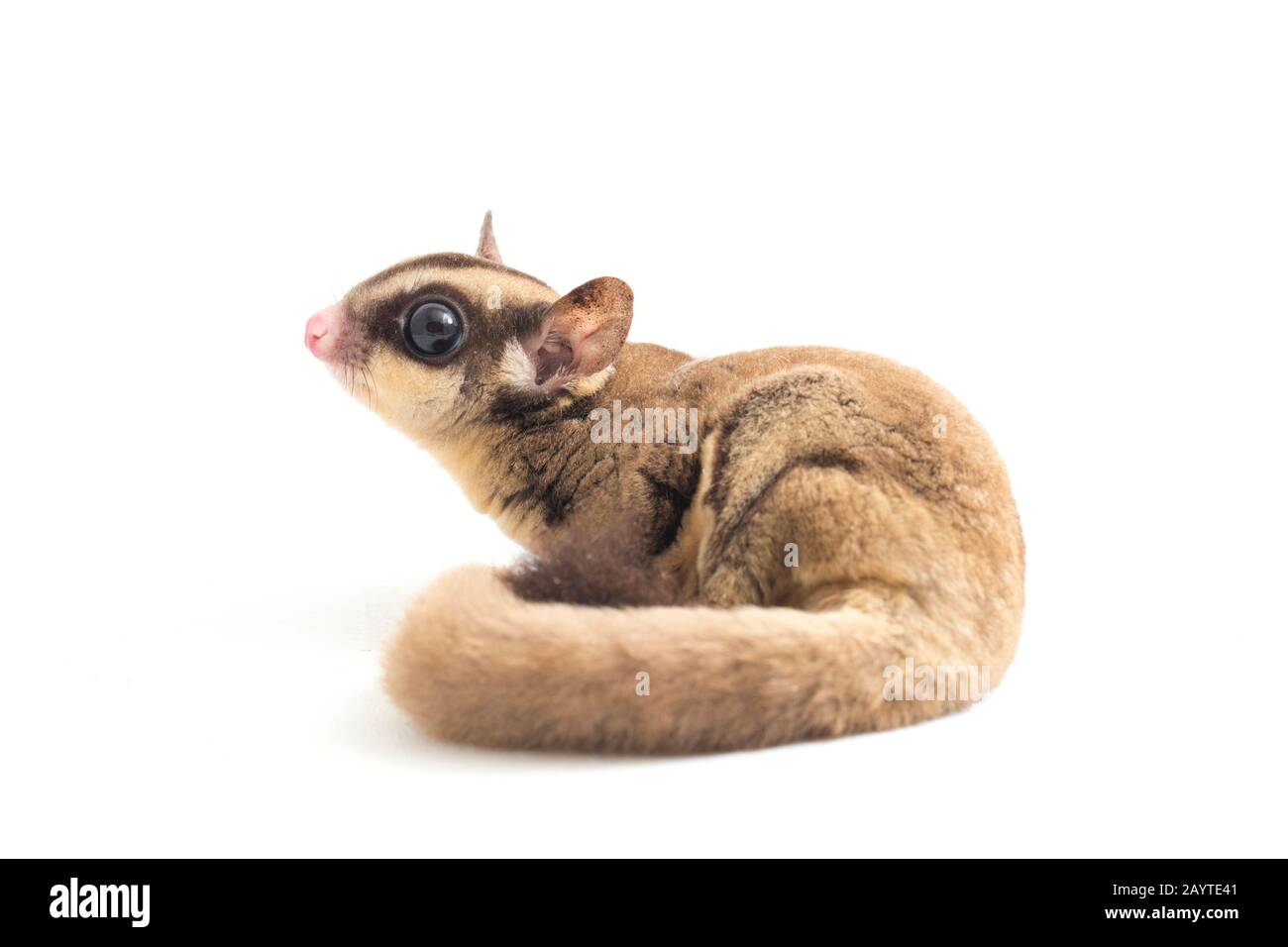 Glider zucchero - Petaurus breviceps isolato su sfondo bianco Foto Stock
