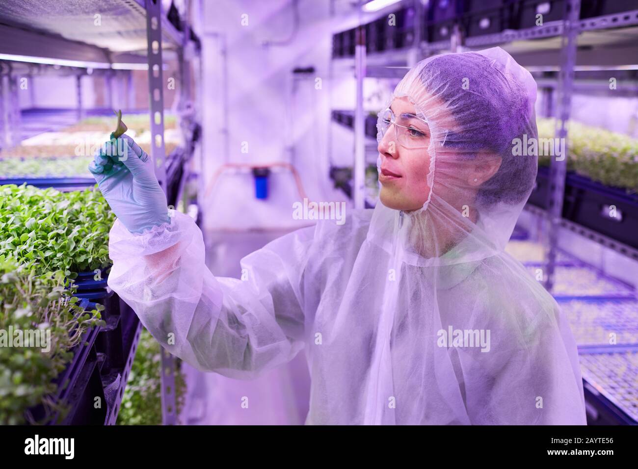 Ritratto di vista laterale di ingegnere agricolo femminile che tiene foglia verde e sorridente mentre lavora in serra materna, copia spazio Foto Stock