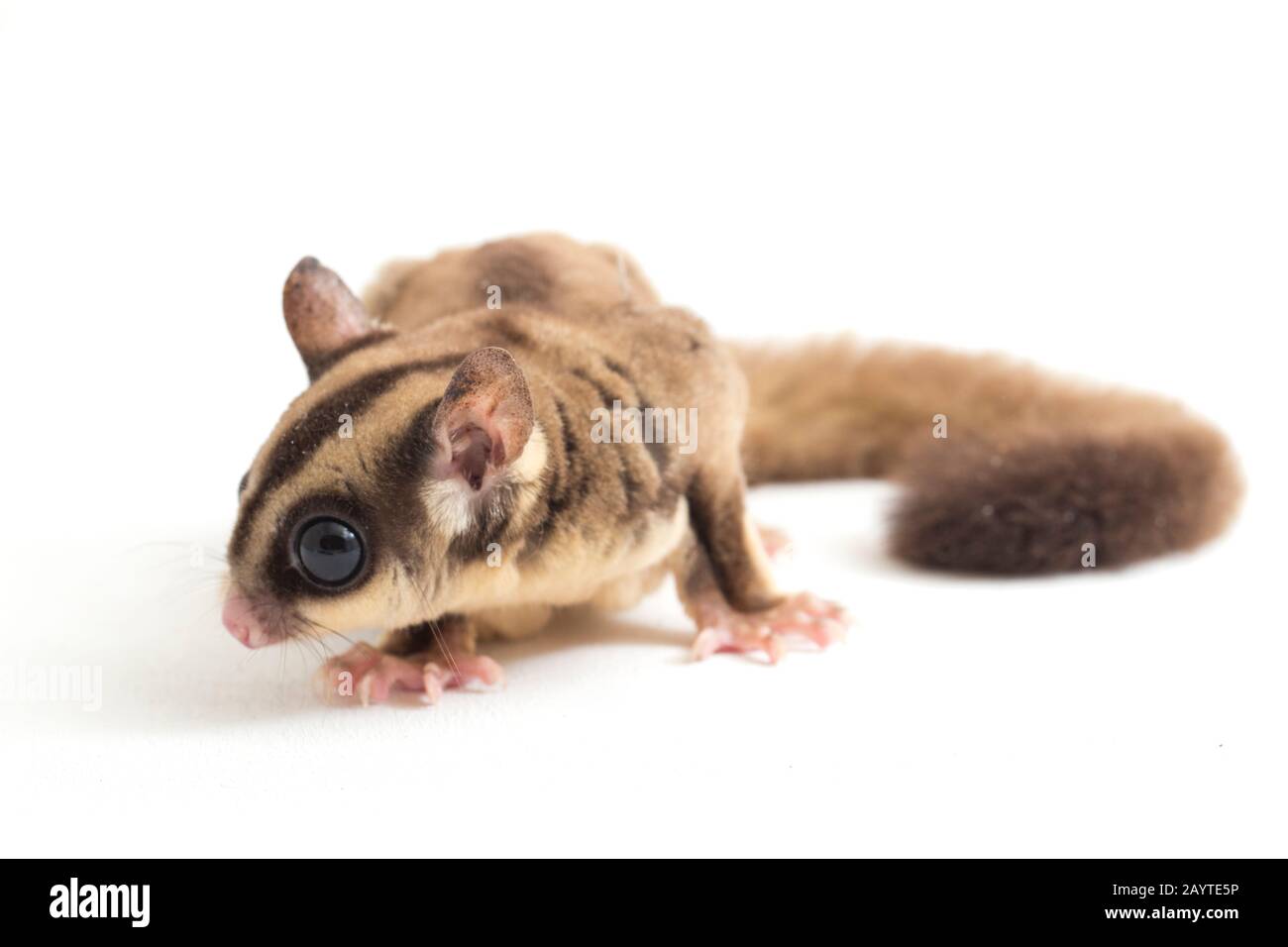 Glider zucchero - Petaurus breviceps isolato su sfondo bianco Foto Stock