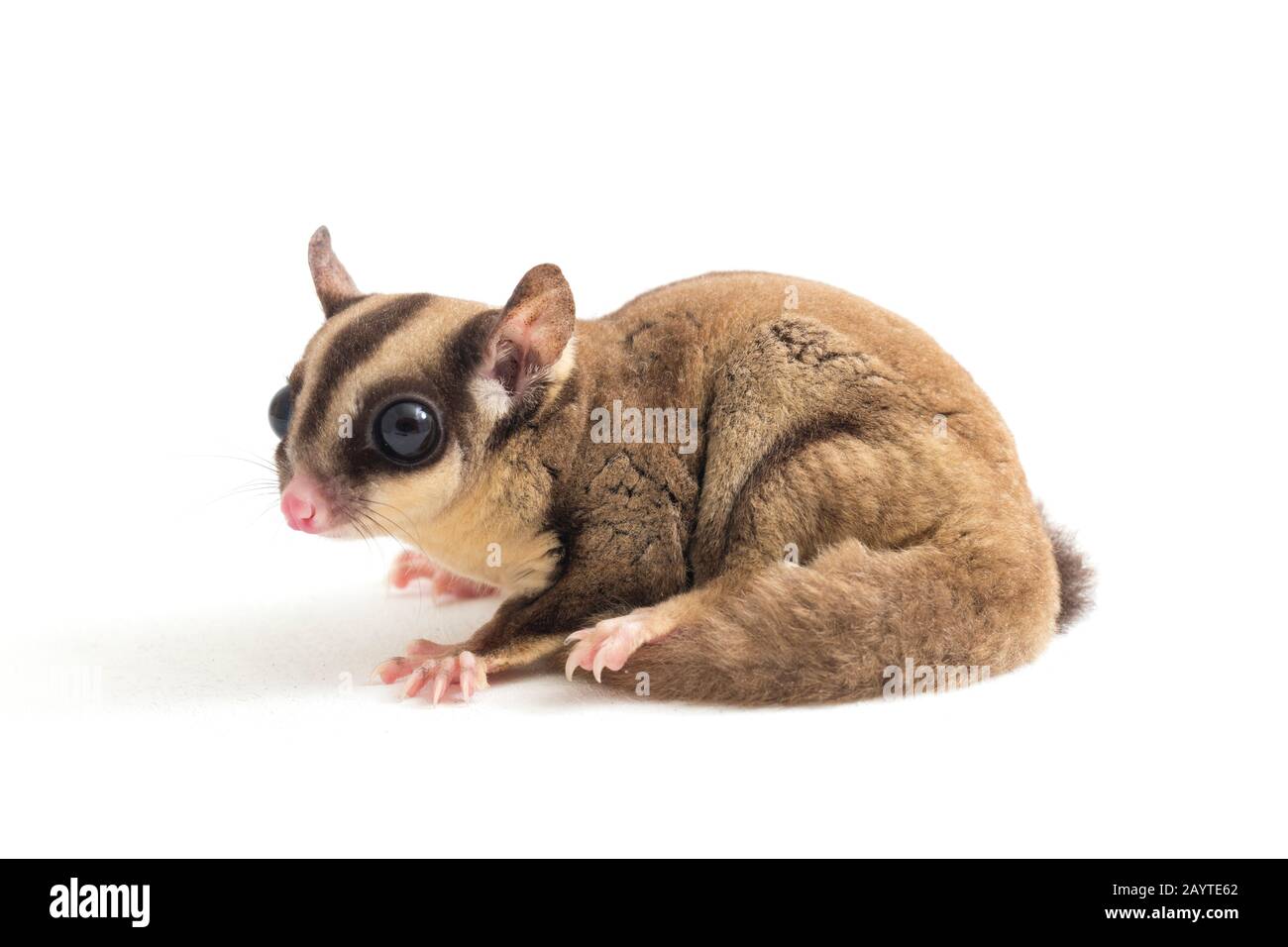 Glider zucchero - Petaurus breviceps isolato su sfondo bianco Foto Stock