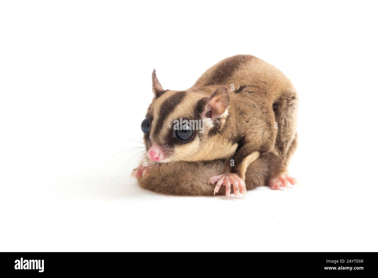 Glider zucchero - Petaurus breviceps isolato su sfondo bianco Foto Stock