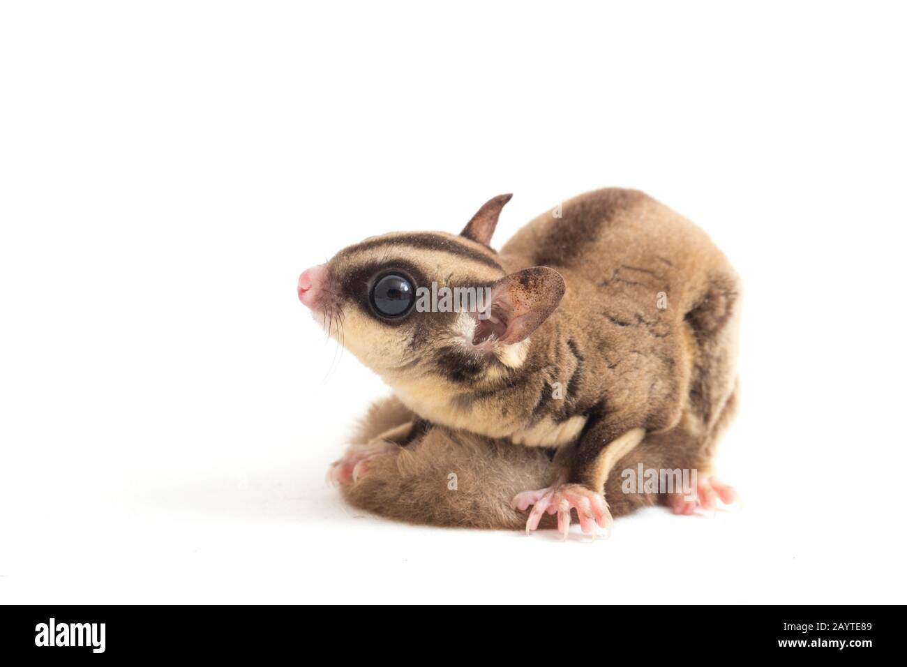 Glider zucchero - Petaurus breviceps isolato su sfondo bianco Foto Stock